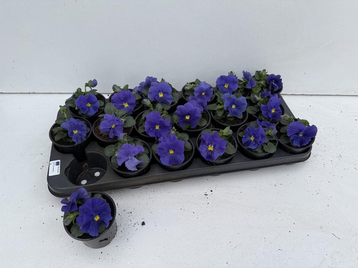 <h4>VIO WI CARNEV AZURE</h4>