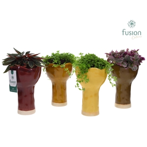 Keramiek vaas met groenen planten