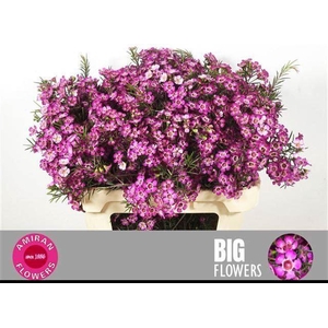 CHAMELAUCIUM UNCI. 'GRAND JUPITER'