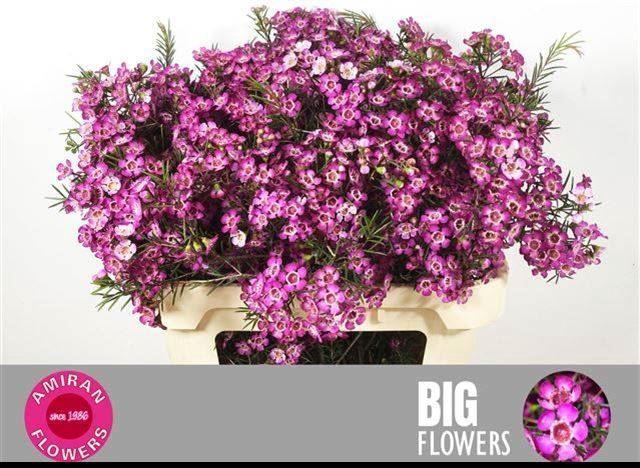 <h4>CHAMELAUCIUM UNCI. 'GRAND JUPITER'</h4>