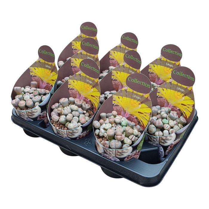 <h4>LITHOPS</h4>