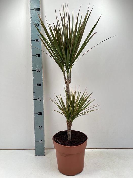 <h4>DRA MARG BICOLOR</h4>