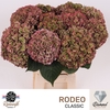 Hydrangea rodeo classic