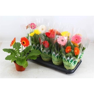Gerbera   ...mix