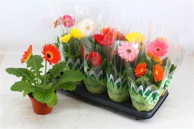 <h4>Gerbera   ...mix</h4>