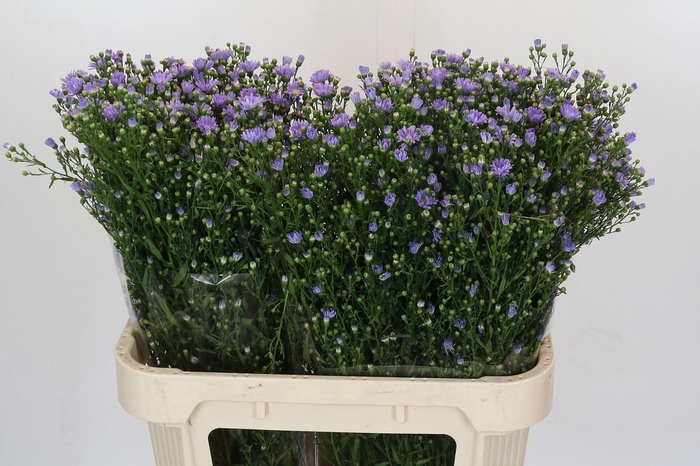 <h4>Aster Cassandra</h4>