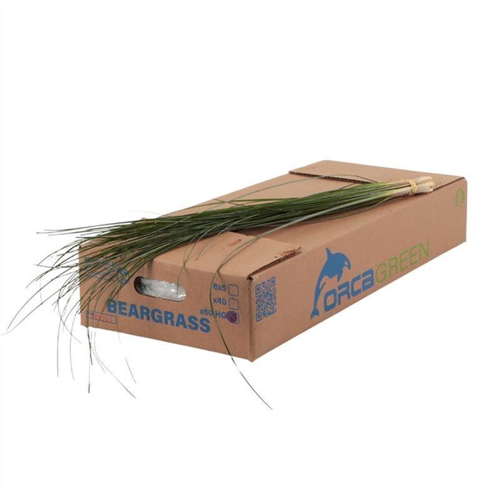 <h4>Beregras Handgraded Orca</h4>