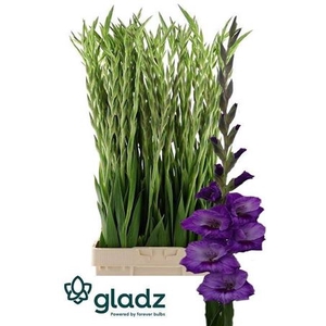 Glad Gr Purple Party