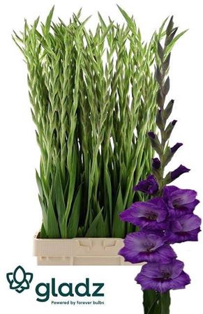 <h4>Glad Gr Purple Party</h4>