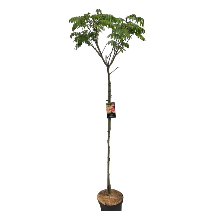 <h4>Albizia 'Umbrella' Stam 120 cm</h4>
