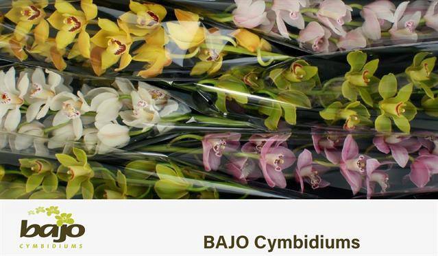 <h4>CYMB T GEM</h4>