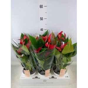 Anthurium  'Banderola Roja'
