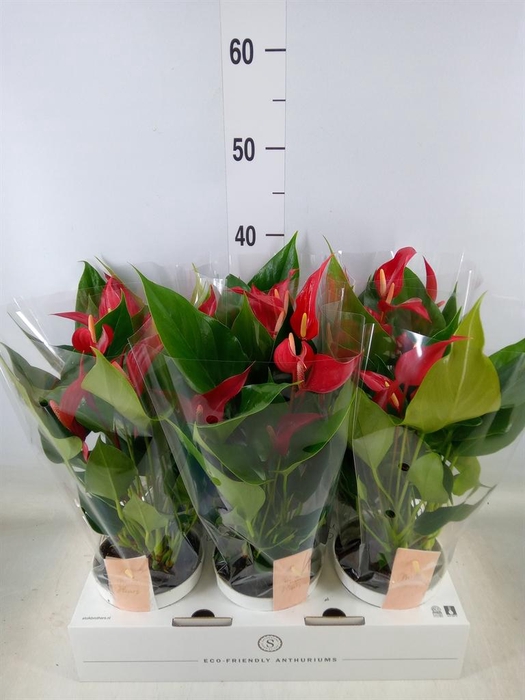 <h4>Anthurium  'Banderola Roja'</h4>