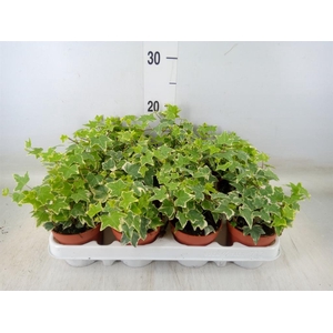 Hedera   ...variegated