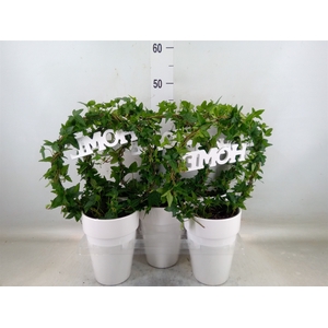 Hedera   ...green leafed