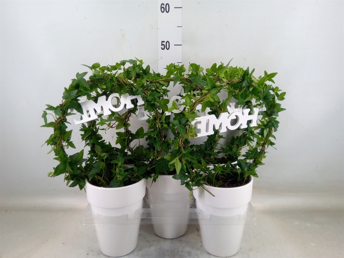 <h4>Hedera   ...green leafed</h4>