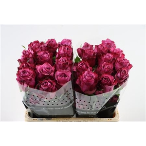 R Gr BlueBerry Lavanda 50cm EC
