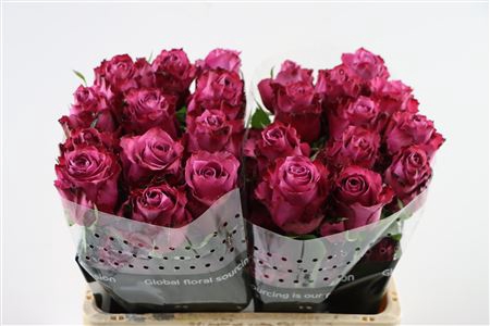 <h4>R Gr BlueBerry Lavanda 50cm EC</h4>