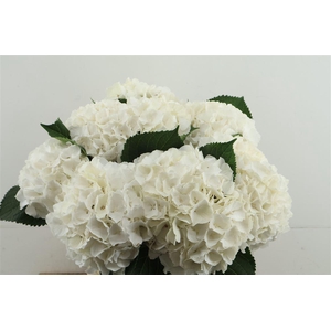 Hydr M White Verena 60-20