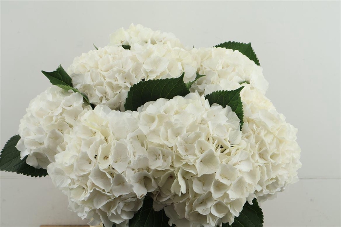 <h4>Hydr M White Verena 60-20</h4>