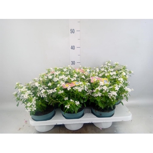 Catharanthus ros. 'Soiree White'