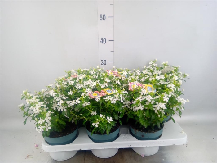 <h4>Catharanthus ros. 'Soiree White'</h4>