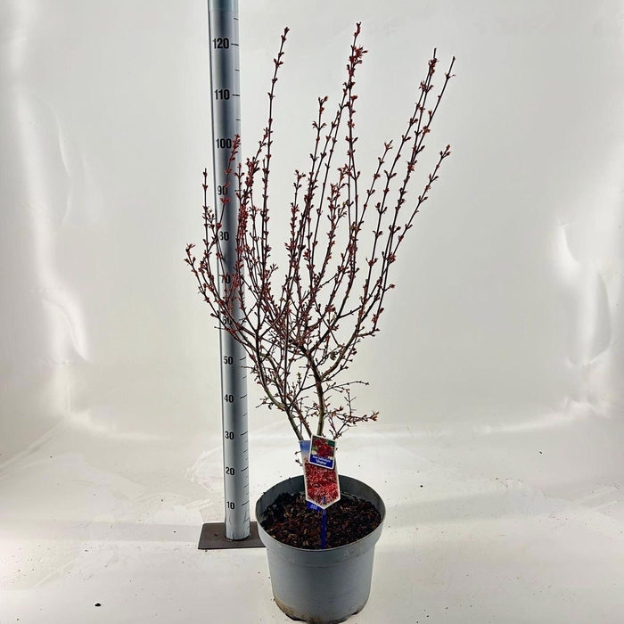 <h4>Acer palmatum Shaina</h4>