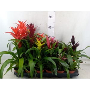 Bromelia   ...mix 14