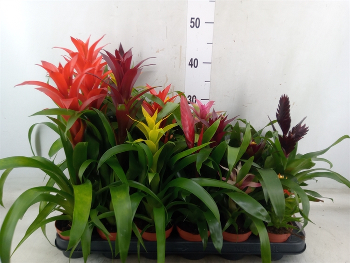 <h4>Bromelia   ...mix 14</h4>