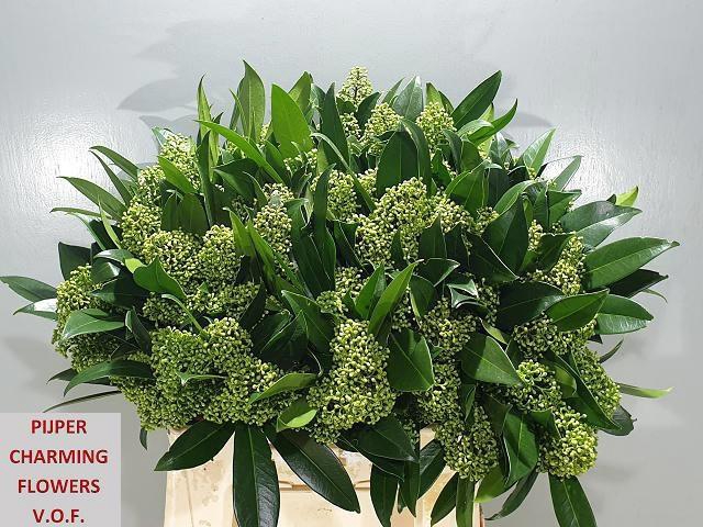 <h4>SKIM C KEW GREEN BS</h4>