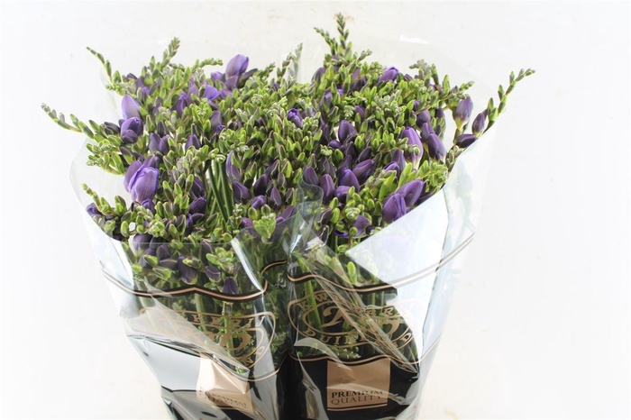 <h4>Fr Du Annecy Blue</h4>