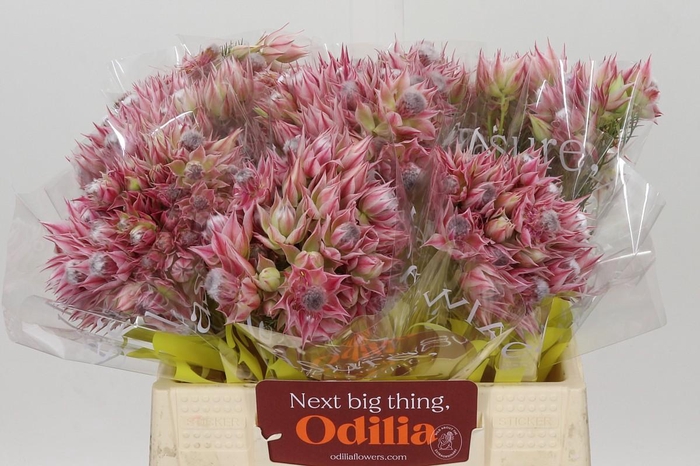 <h4>Blushing Bride Pink 2/5 Flowers</h4>