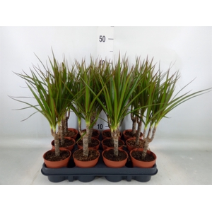 Dracaena marg.