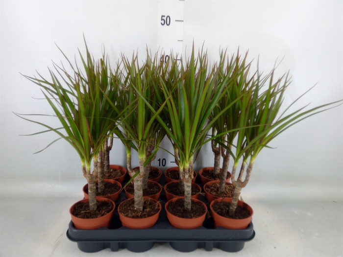 <h4>Dracaena marg.</h4>