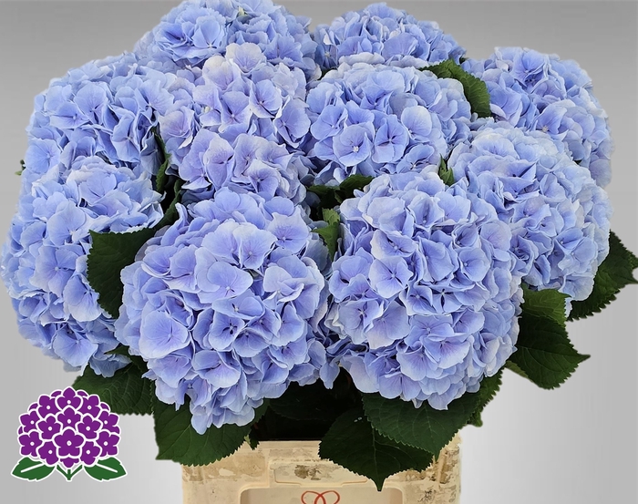 <h4>HYDR M CH VERENA BL</h4>