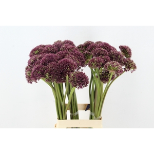 ALLIUM  MIAMI
