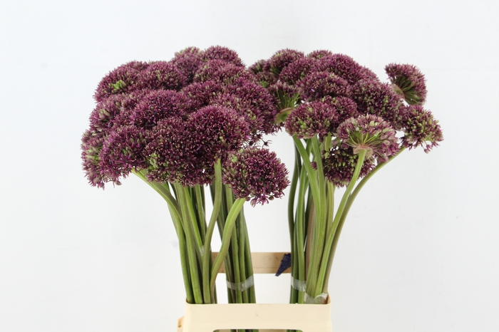 <h4>ALLIUM  MIAMI</h4>
