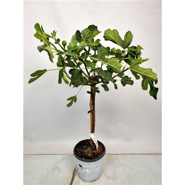<h4>Ficus Carica Bornholm Stem</h4>