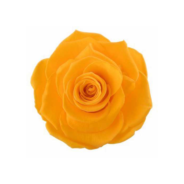 <h4>Rose Monalisa Saffron Yellow</h4>