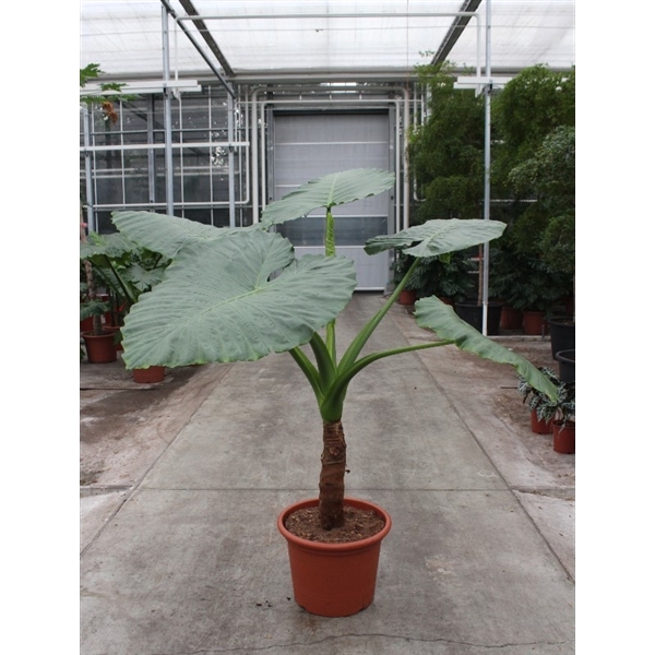 <h4>Alocasia macrorrhiza</h4>