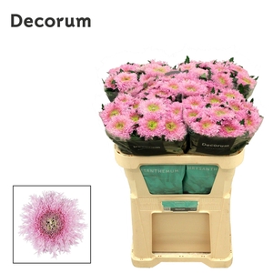 CHRYSANTHEMUM PL 'ETRUSKO'