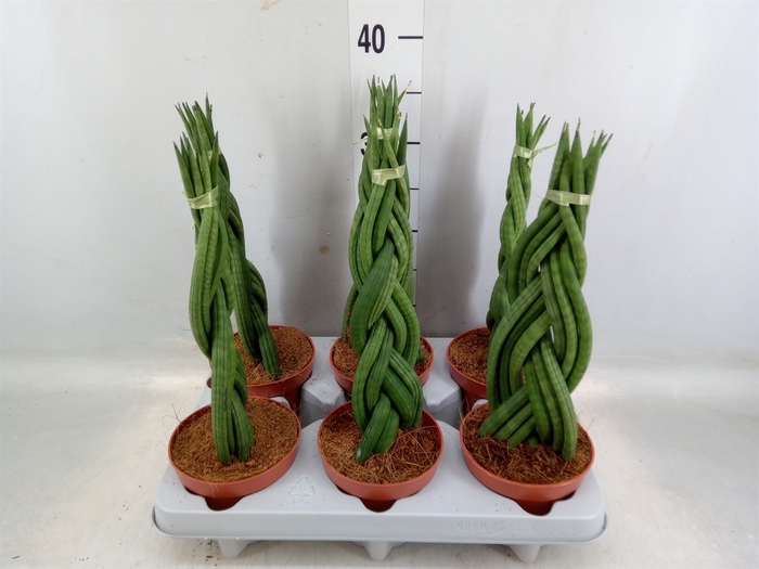 <h4>Sansevieria cyl.  ...</h4>