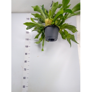 Platycerium bifurc. 'Netherlands'