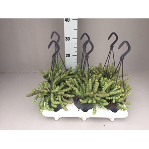 Crassula marnieriana