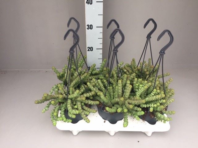 <h4>Crassula marnieriana</h4>