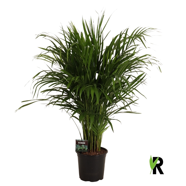 <h4>Dypsis lutescens</h4>