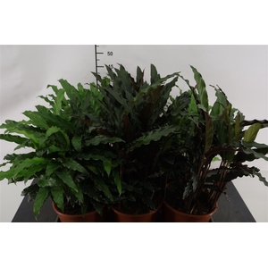 Calathea 17 Cm, P. Gemengd
