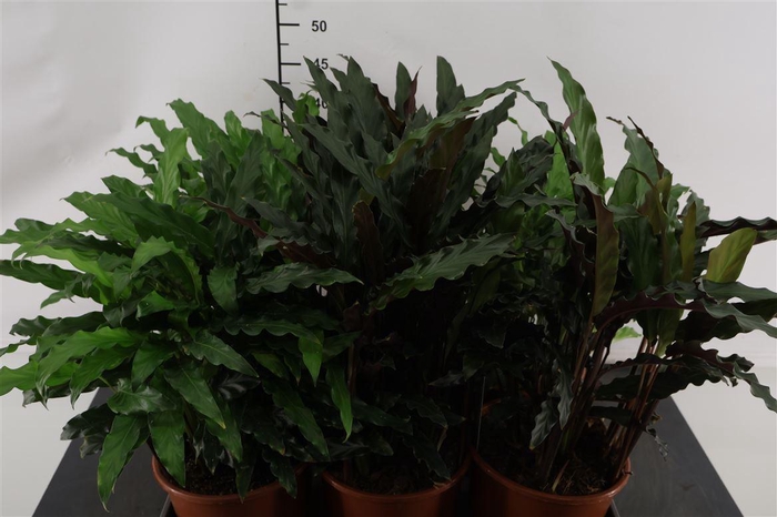 <h4>Calathea 17 Cm, P. Gemengd</h4>