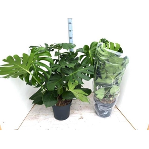 Monstera deliciosa 30Ø 100cm 8pp