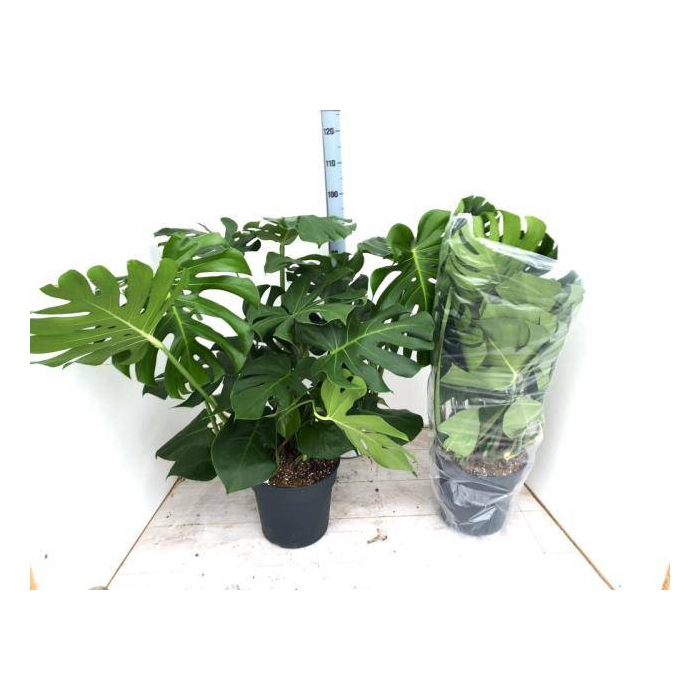 <h4>Monstera deliciosa 30Ø 100cm 8pp</h4>